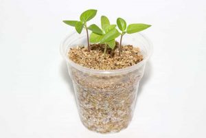 استفاده از ورمیکولیت به تنهایی در کاشت بذر از بروز عوامل قارچی جلوگیری میکند