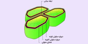 تشکیل دیواره سلولی 